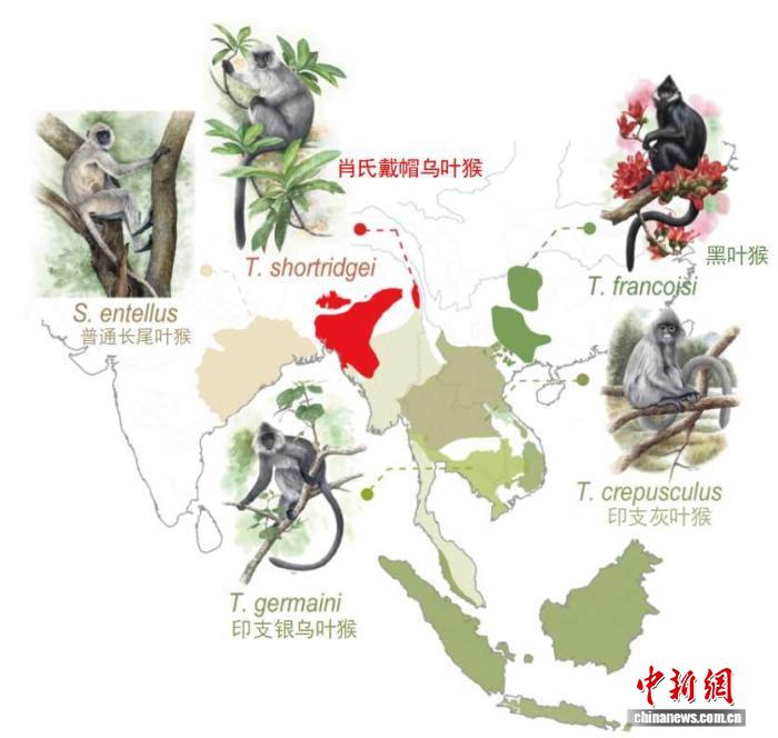 百家樂：外表有時會騙人？ 西大團隊破譯古老的“基因抽簽”之謎