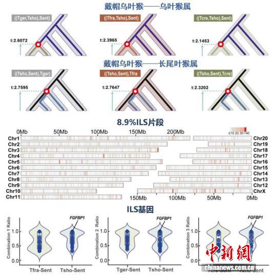 百家樂：外表有時會騙人？ 西大團隊破譯古老的“基因抽簽”之謎